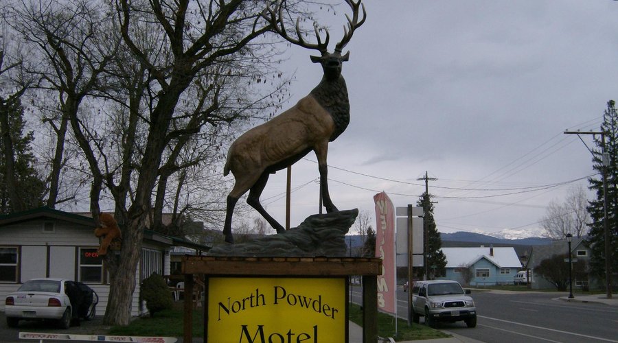 Nice Elk