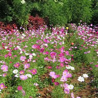 Flower - inside garden