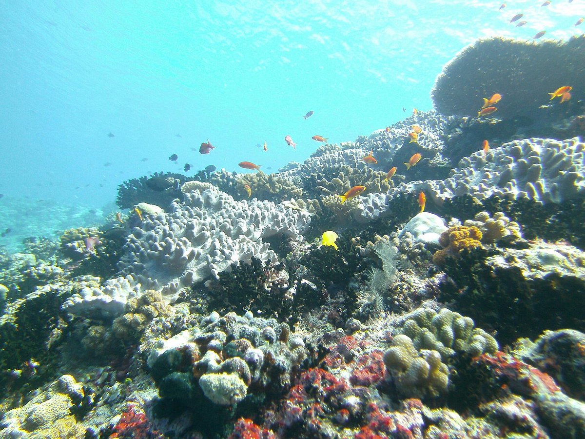 Прекрасное место для отдыха и снорклинга - отзыв о Biyadhoo Island Resort,  Biyaadhoo Island - Tripadvisor