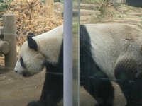 21年 上野動物園 行く前に 見どころをチェック トリップアドバイザー