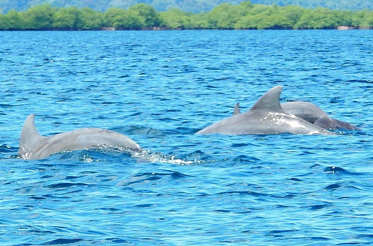 This is what we call SURFING Dolphin Style, in Flipper Lagoon 