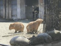 21年 上野動物園 行く前に 見どころをチェック トリップアドバイザー