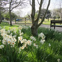 Lodmoor Country Park's lovely display of daffodils