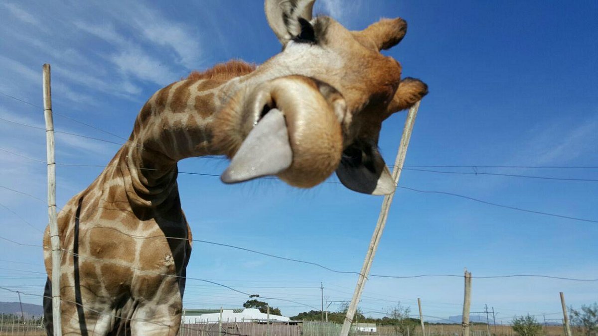 Giraffe House Wildlife Awareness Centre (Stellenbosch): All You Need to