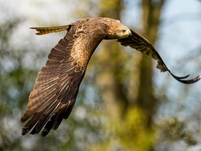 York Bird of Prey Centre