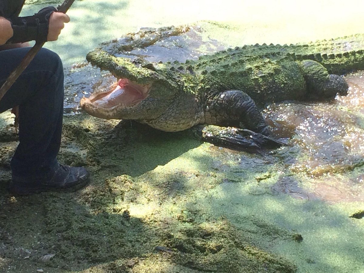 Jungle Adventures A Real Florida Animal Park, Christmas: лучшие советы  перед посещением - Tripadvisor