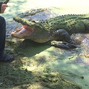 Orlando Wetlands Park (Christmas, Florida) - October 31 & …