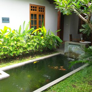 Koi pond