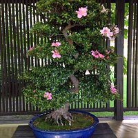 Crespi Bonsai Parabiago