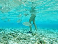 cosas raras de mar en cayo bolivar - Picture of Cayo Bolívar, San Andres  Island - Tripadvisor