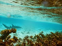 cosas raras de mar en cayo bolivar - Picture of Cayo Bolívar, San Andres  Island - Tripadvisor