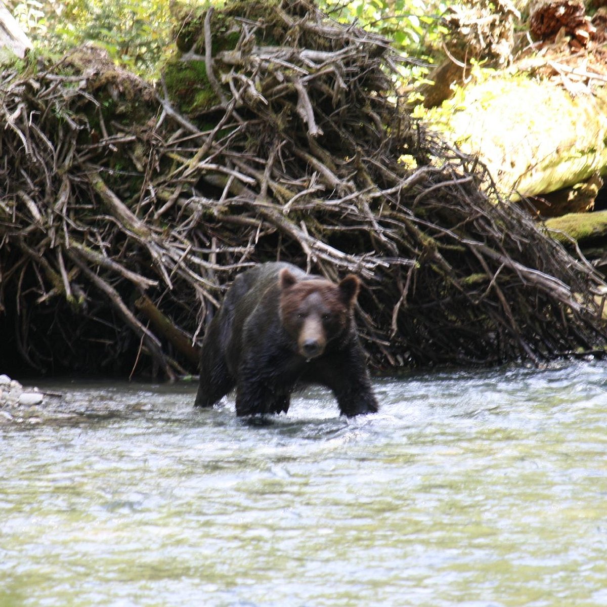 adventure quest tours canada campbell river reviews