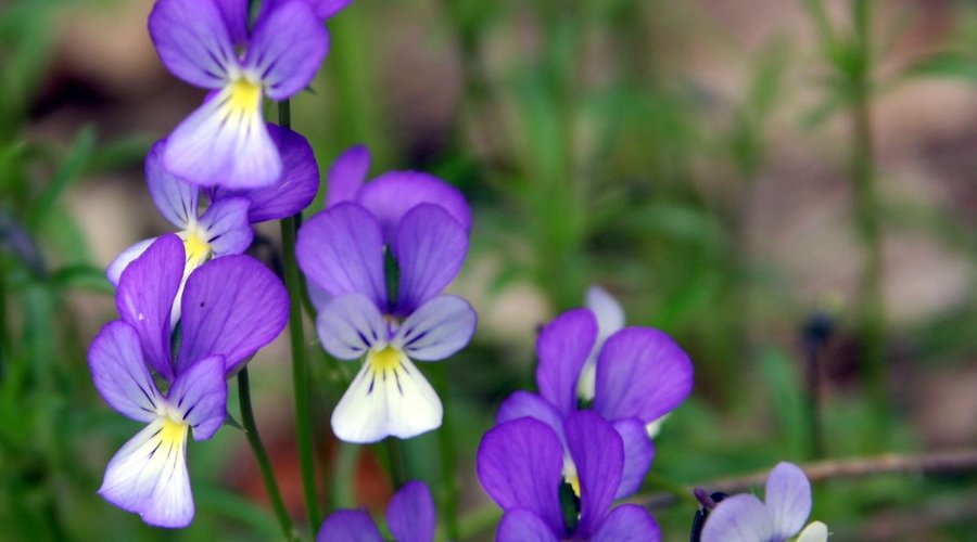 Viola Etrusca