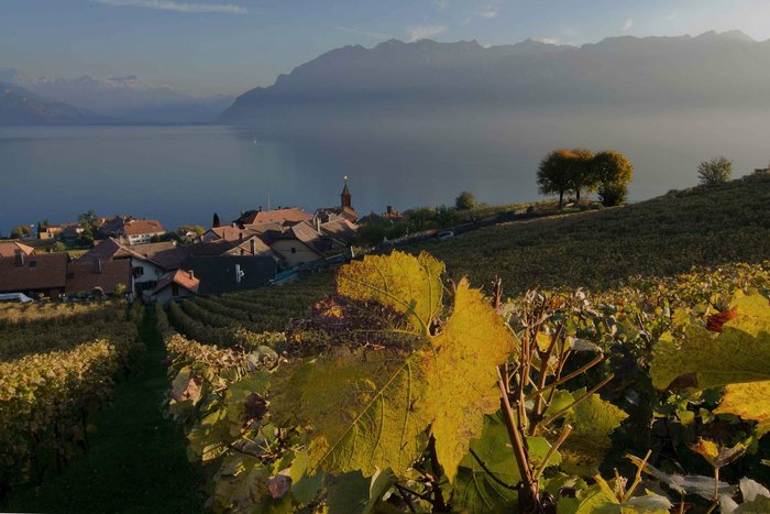 Vue du vignoble du Lavaux.