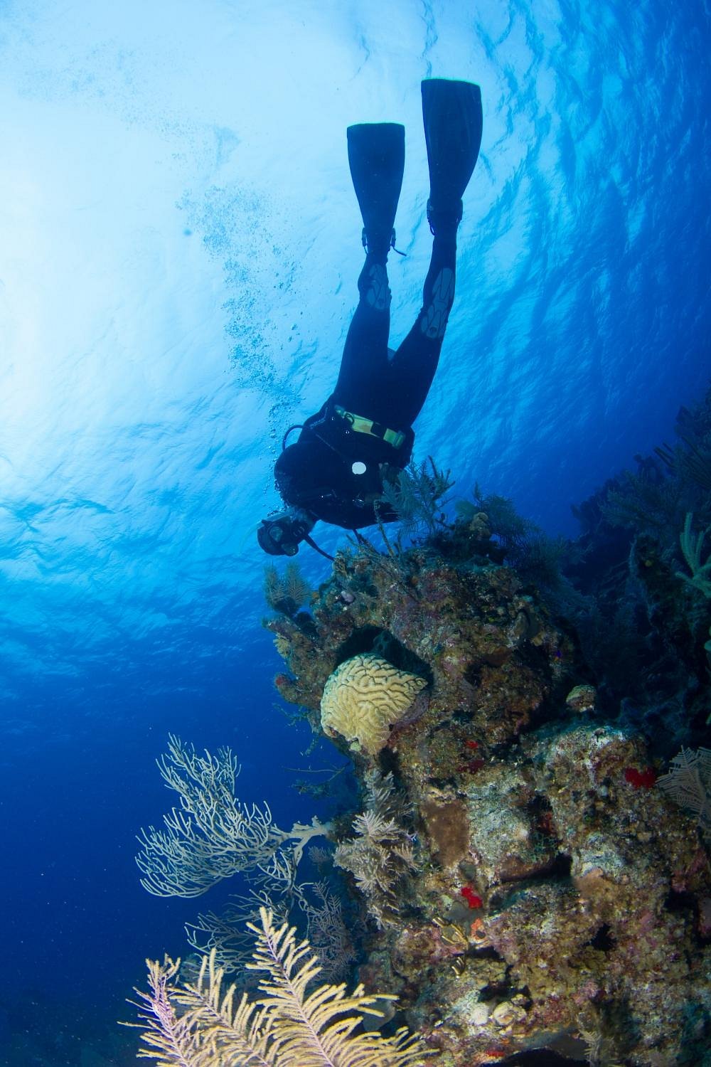 GRAND TURK DIVING (Cockburn Town) - All You Need to Know BEFORE You Go