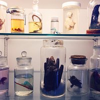 A cabinet with cool specimens inside the library.