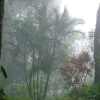 view with the fog