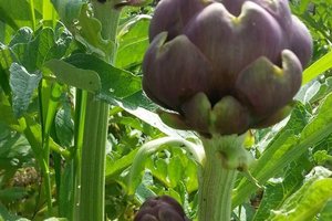 Ristorazione
