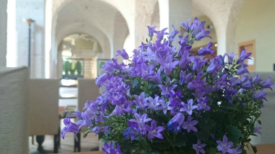 interno masseria