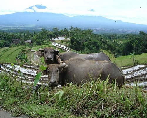 10 Objek Wisata Terbaik di Magelang - Tripadvisor