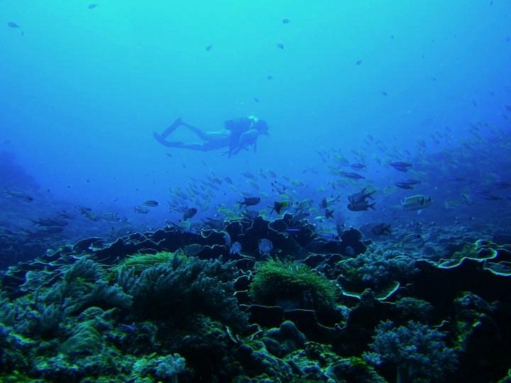 Dive Quirimbas - All You Need to Know BEFORE You Go (with Photos)