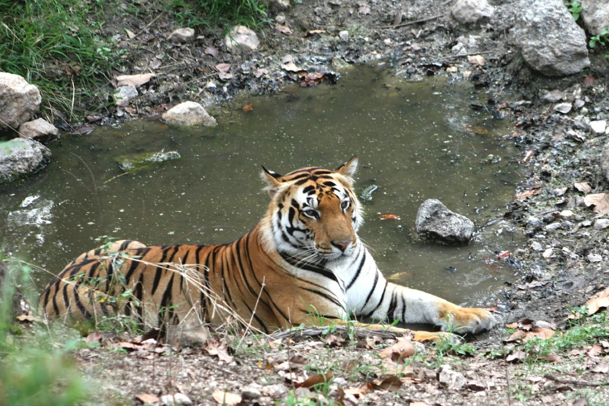 Kanha National Park (Mandla) - All You Need to Know BEFORE You Go