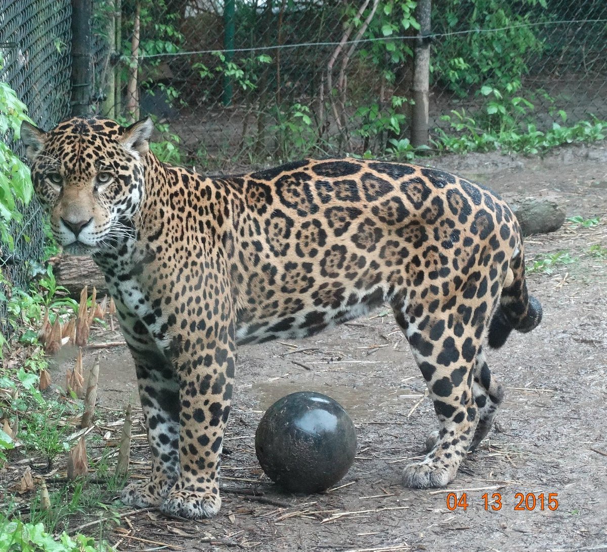 Adopt An Animal  Chattanooga Zoo