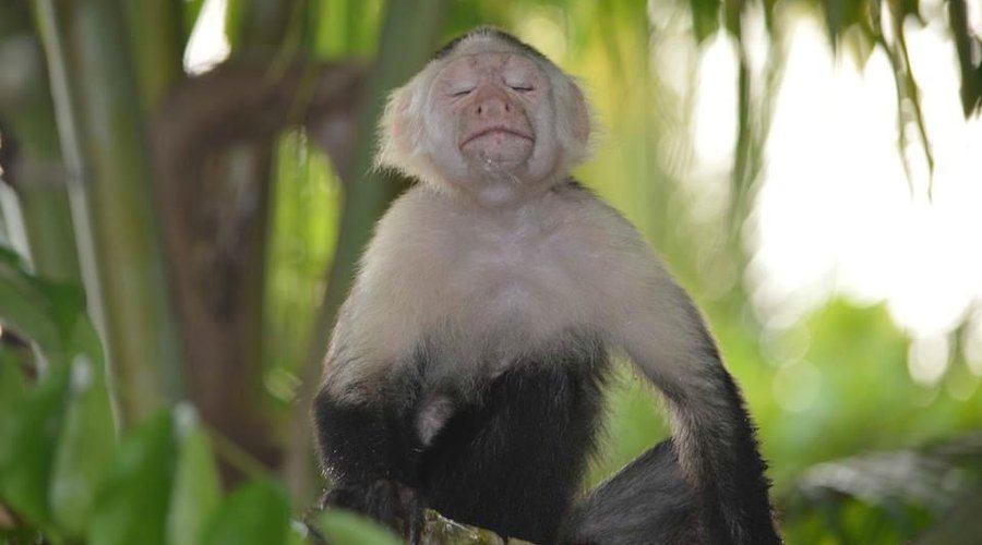 A  meditating monkey!