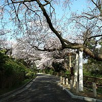 これが江波山桜です