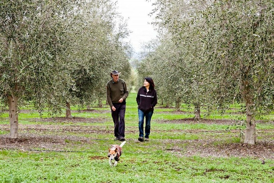 Wollundry Grove Olives image