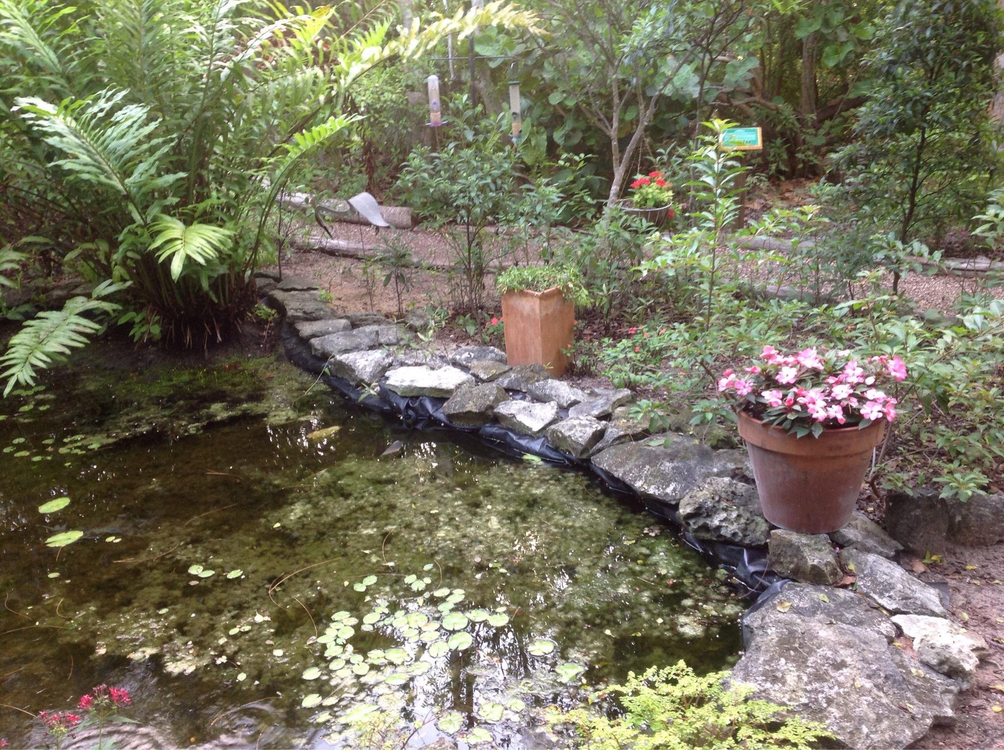 GRAND BAHAMA BIRDERS' B AND B, BAHAMAS/FREEPORT, GRAND BAHAMA ISLAND ...