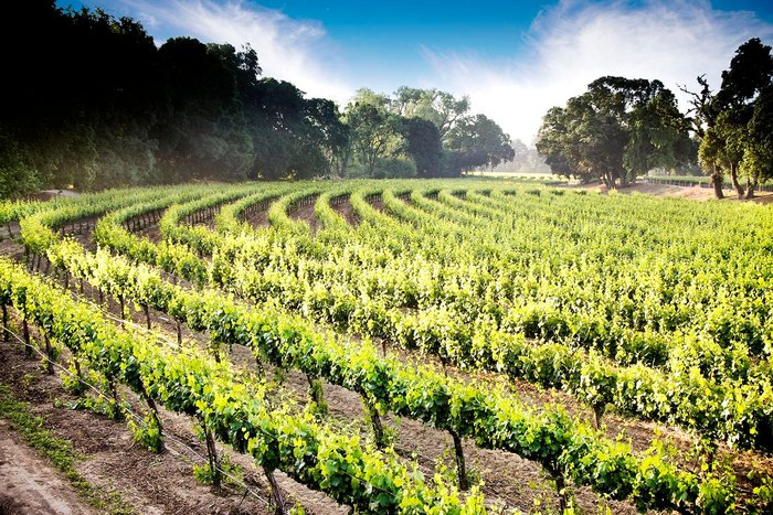 Lodi Wine Country Vineyard