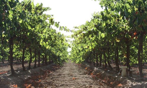 Lodi Wine Country Vineyard