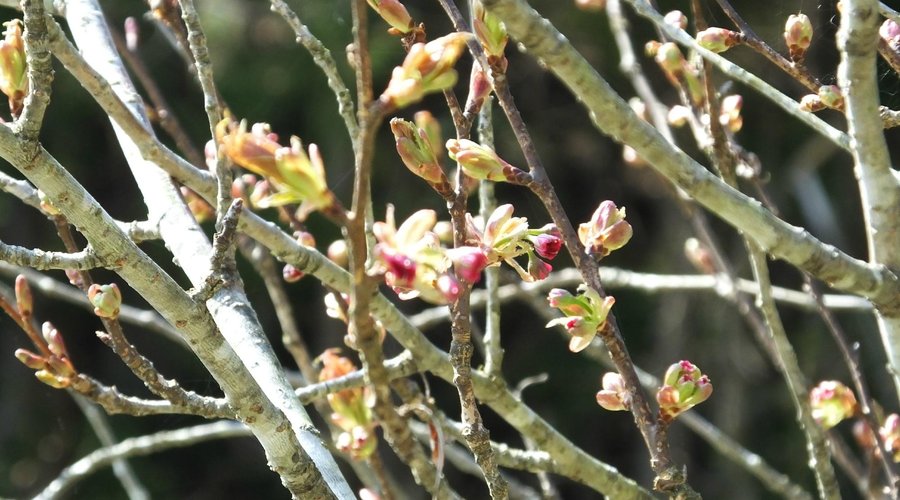 2015年4月23日　種山の桜は３分咲き。５月のＧＷが見頃を迎える事でしょう。