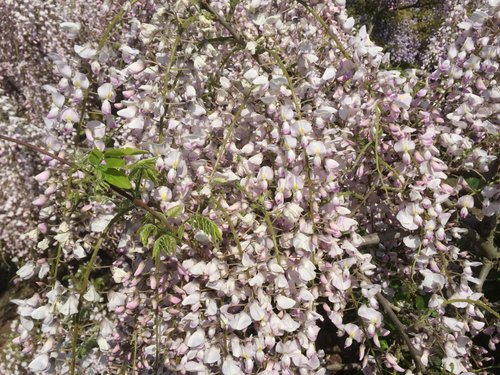 Yokosuka City Iris Flower Garden - All You Need to Know BEFORE You Go