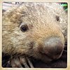 wombat18