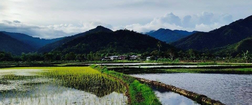 Mountain view from paddy field