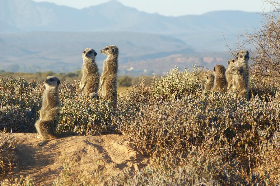 meerkat safari oudtshoorn