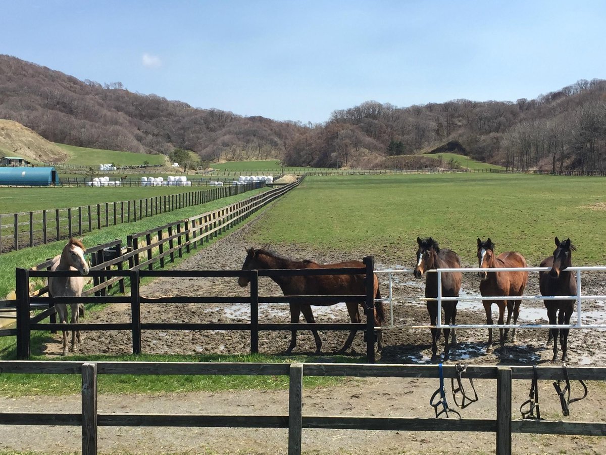 2023年 競走馬のふるさと日高案内所 行く前に!見どころをチェック トリップアドバイザー サラブレッドの王国 競走馬のふるさとにゆく-北海道編