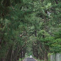 松並木が450m続いています