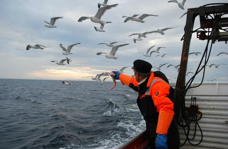 Ut på havet , mater vi måsen