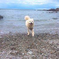 Casper enjoying Grunta beach!