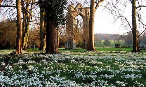 Walsingham ruins and snowdrops