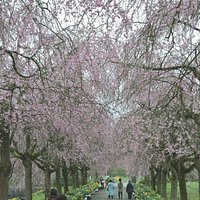 満開のしだれ桜