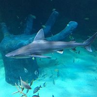 SEA LIFE
