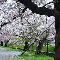 妙見宮 参道桜