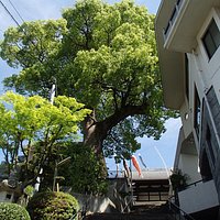 勧善寺の大クス