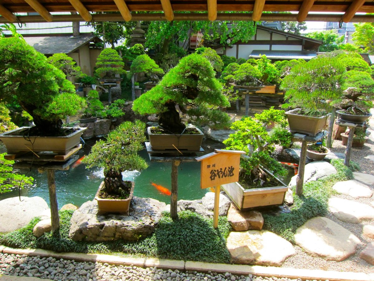 春花园bonsai 美术馆 江戸川区 旅游景点点评 Tripadvisor