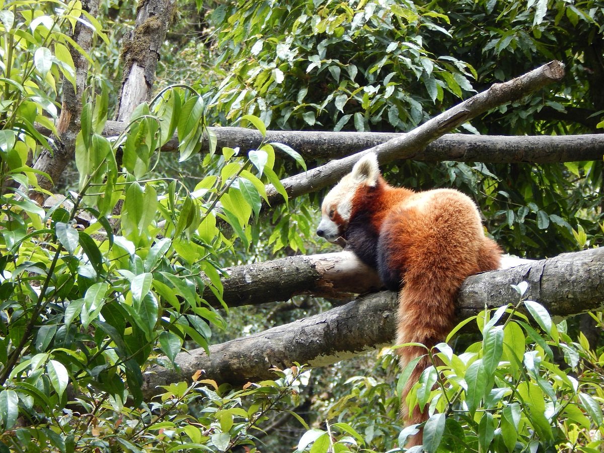Padmaja Naidu Himalayan Zoological Park (Darjeeling, Ấn Độ) - Đánh giá - Tripadvisor Padmaja Naidu Himalayan Zoological Park (Darjeeling, Ấn Độ) - Đánh giá - Tripadvisor