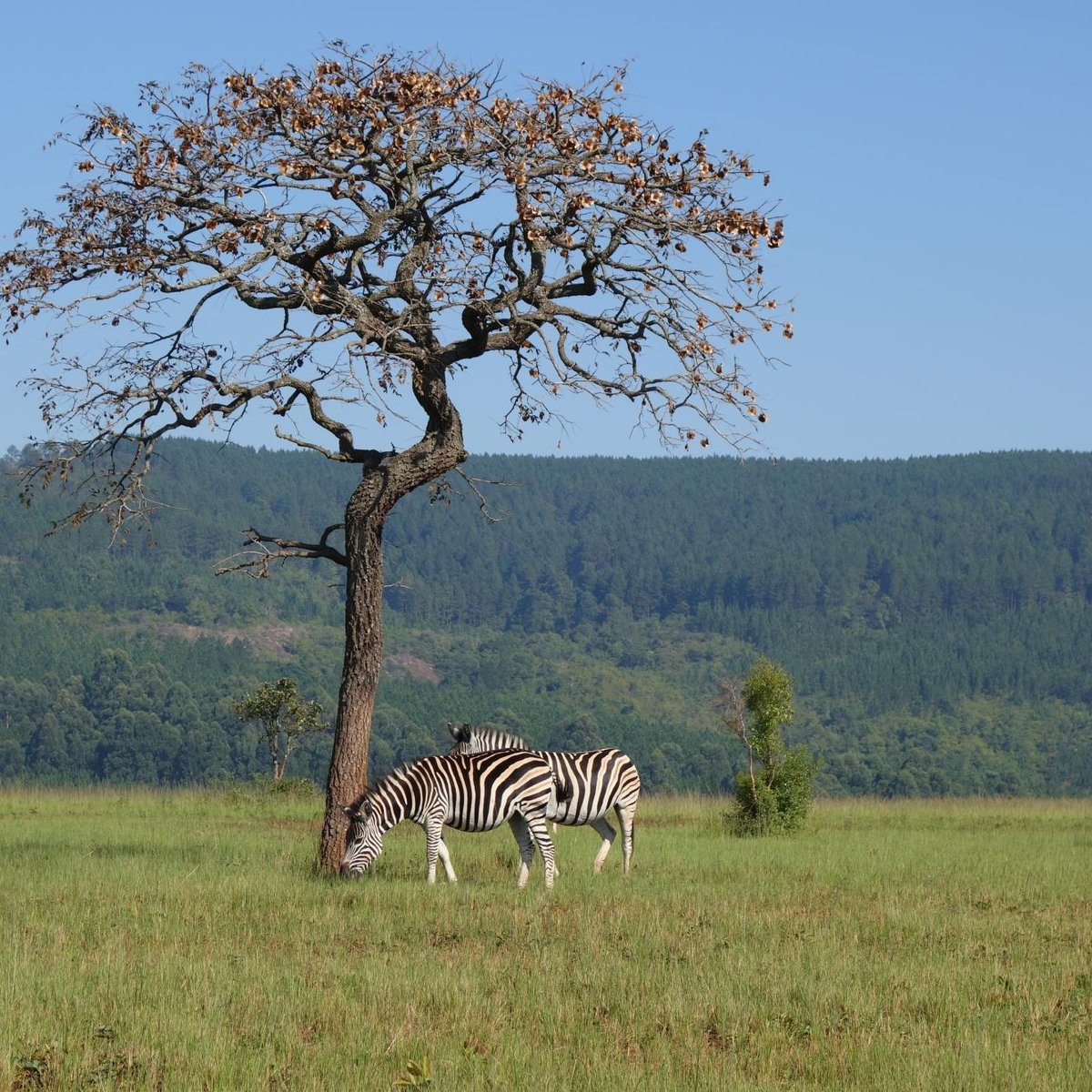 Mlilwane Wildlife Sanctuary Ezulwini 2021 All You Need To Know Before You Go With Photos Tripadvisor